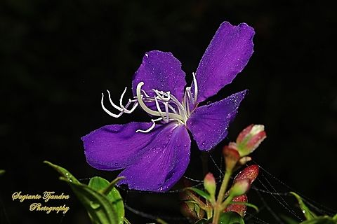 Princess flower, Tibouchina urvilleana, family Melastomataceae  Geotagged,Glory Bush,Indonesia,Summer,Tibouchina urvilleana