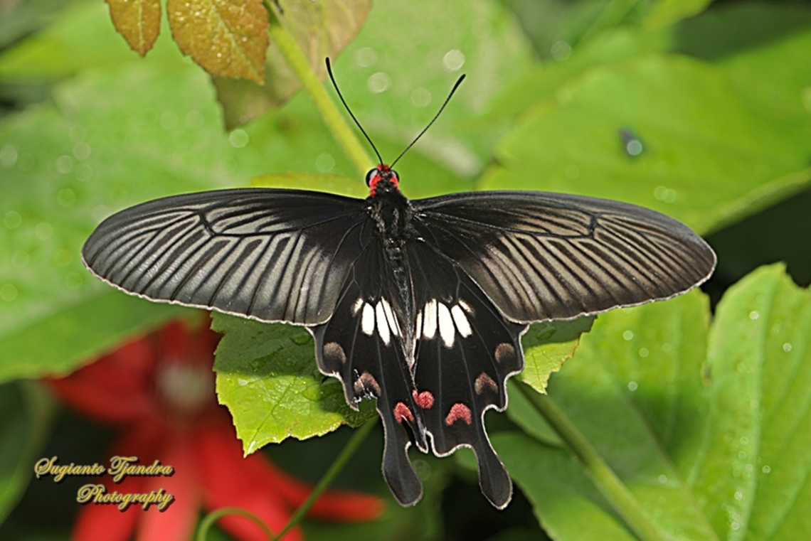 The red-bodied swallowtails butterfly, Pachliopta adamas  Geotagged,Indonesia,Pachliopta adamas,Summer