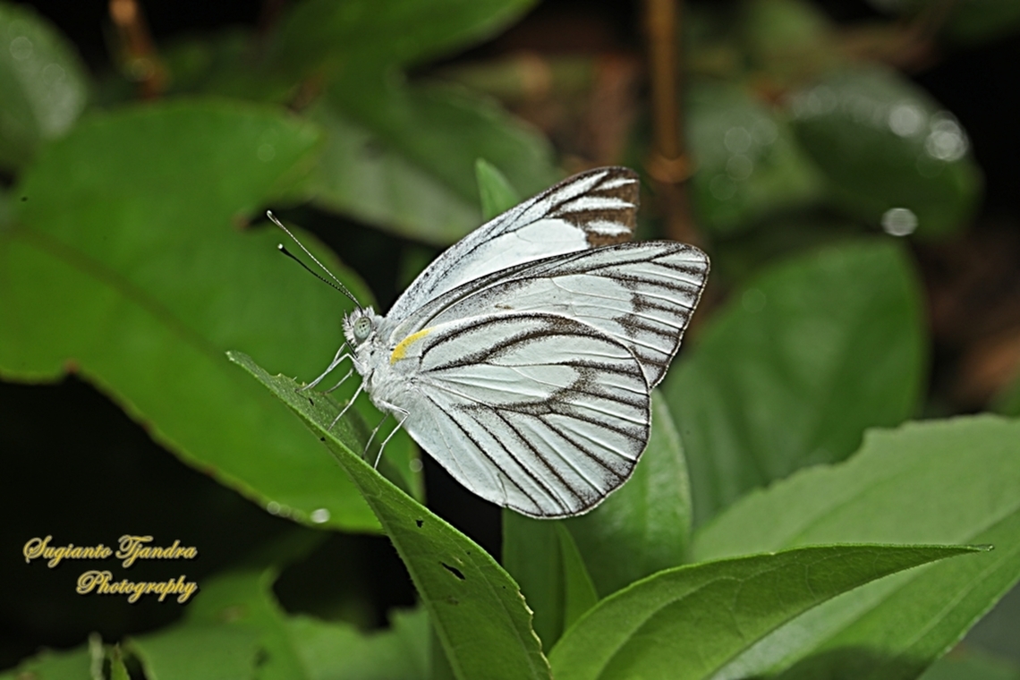 Striped Albatross Butterfly, Appias olferna ssp olferna - male  Appias olferna,Eastern striped albatross,Geotagged,Indonesia,Summer