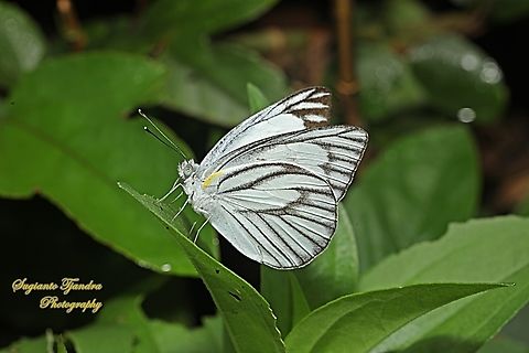 Striped Albatross Butterfly, Appias olferna ssp olferna - male  Appias olferna,Eastern striped albatross,Geotagged,Indonesia,Summer