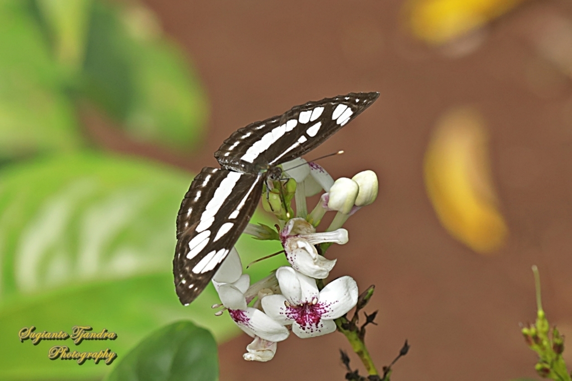 Common Sailor Butterfly, Neptis hylas matuta  Common sailor,Geotagged,Indonesia,Neptis hylas,Summer