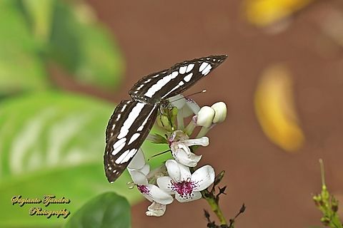 Common Sailor Butterfly, Neptis hylas matuta  Common sailor,Geotagged,Indonesia,Neptis hylas,Summer