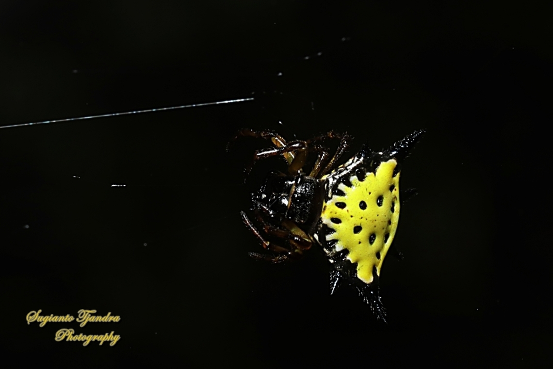 Hasselt's spiny spider, Macracantha haselti, formerly Gasteracantha, family Araneidae  Geotagged,Hasselt's Spiny Spider,Indonesia,Macracantha hasselti,Summer