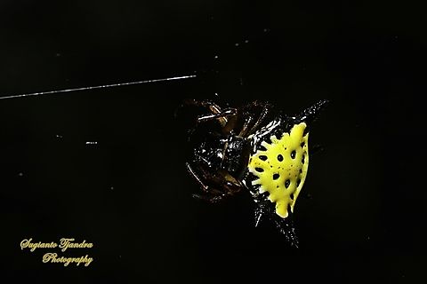 Hasselt's spiny spider, Macracantha haselti, formerly Gasteracantha, family Araneidae  Geotagged,Hasselt's Spiny Spider,Indonesia,Macracantha hasselti,Summer
