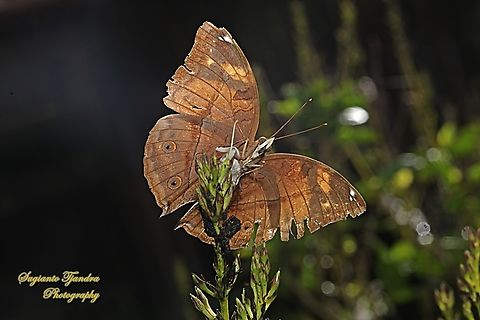 Autumn leaf butterfly, Doleschallia bisaltide  Autumn leaf,Doleschallia bisaltide,Geotagged,Indonesia,Summer