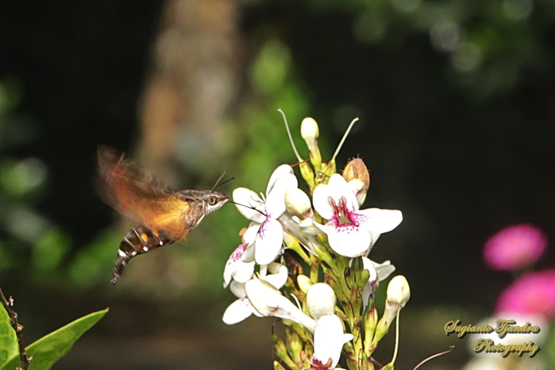 Burnt-spot Hummingbird hawk-moth, Macroglossum pyrrhosticta  Geotagged,Indonesia,Macroglossum pyrrhosticta,Summer