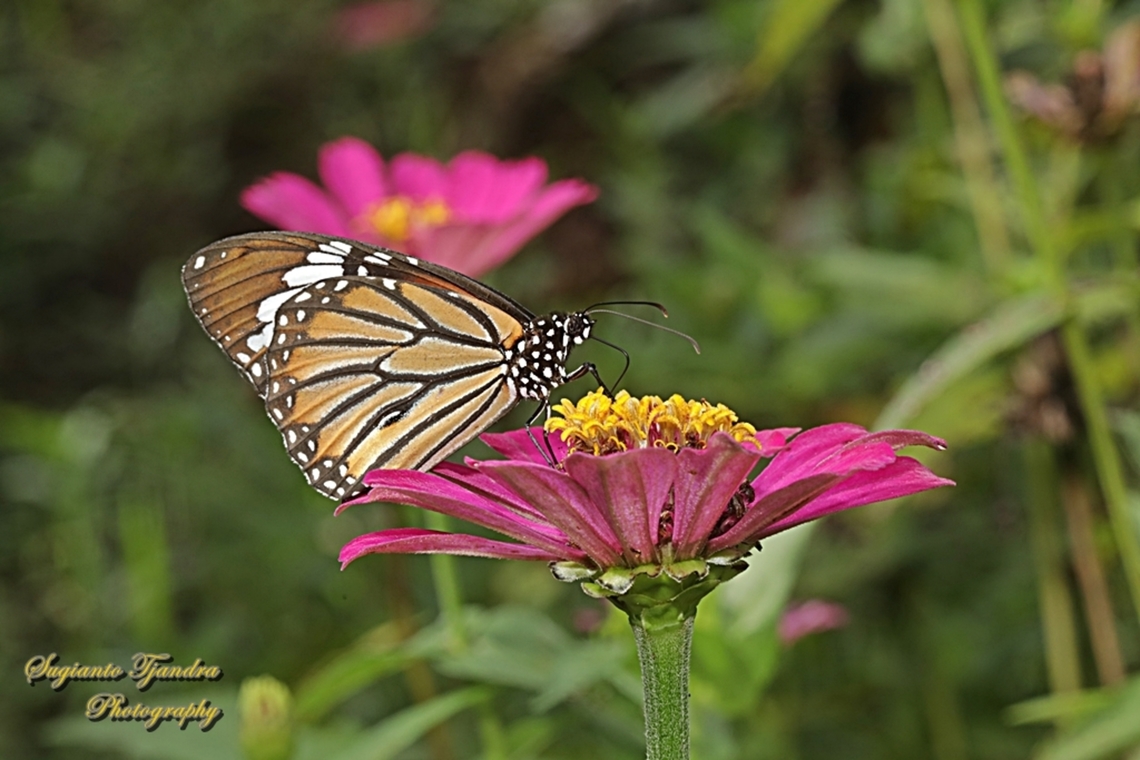 Common Tiger Butterfly, Danaus genutia  Common tiger,Danaus genutia,Geotagged,Indonesia,Summer