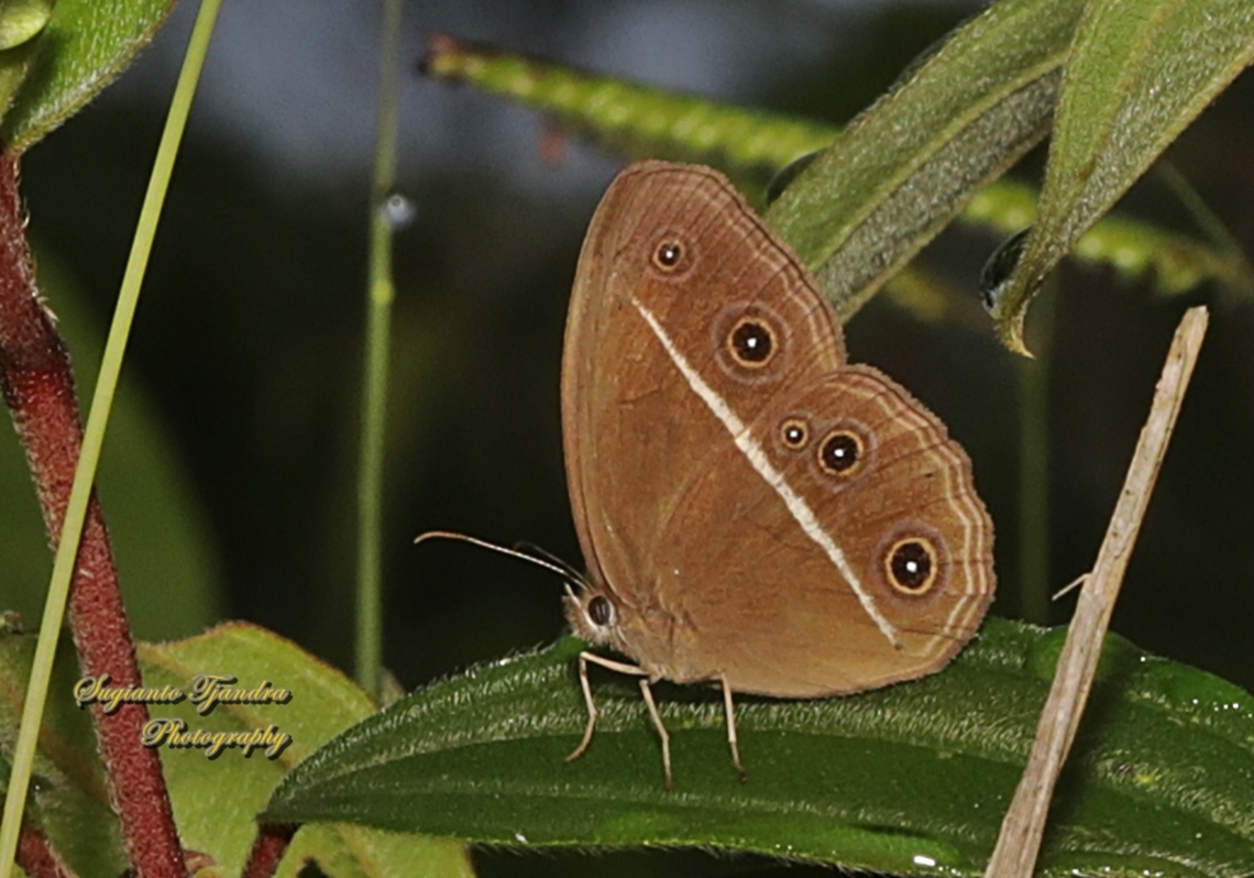 Smooth-eyed Bushbrown, Orsotriaena medus cinerea  Dark grass-brown,Geotagged,Indonesia,Orsotriaena medus,Summer