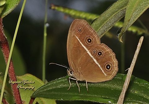 Smooth-eyed Bushbrown, Orsotriaena medus cinerea  Dark grass-brown,Geotagged,Indonesia,Orsotriaena medus,Summer