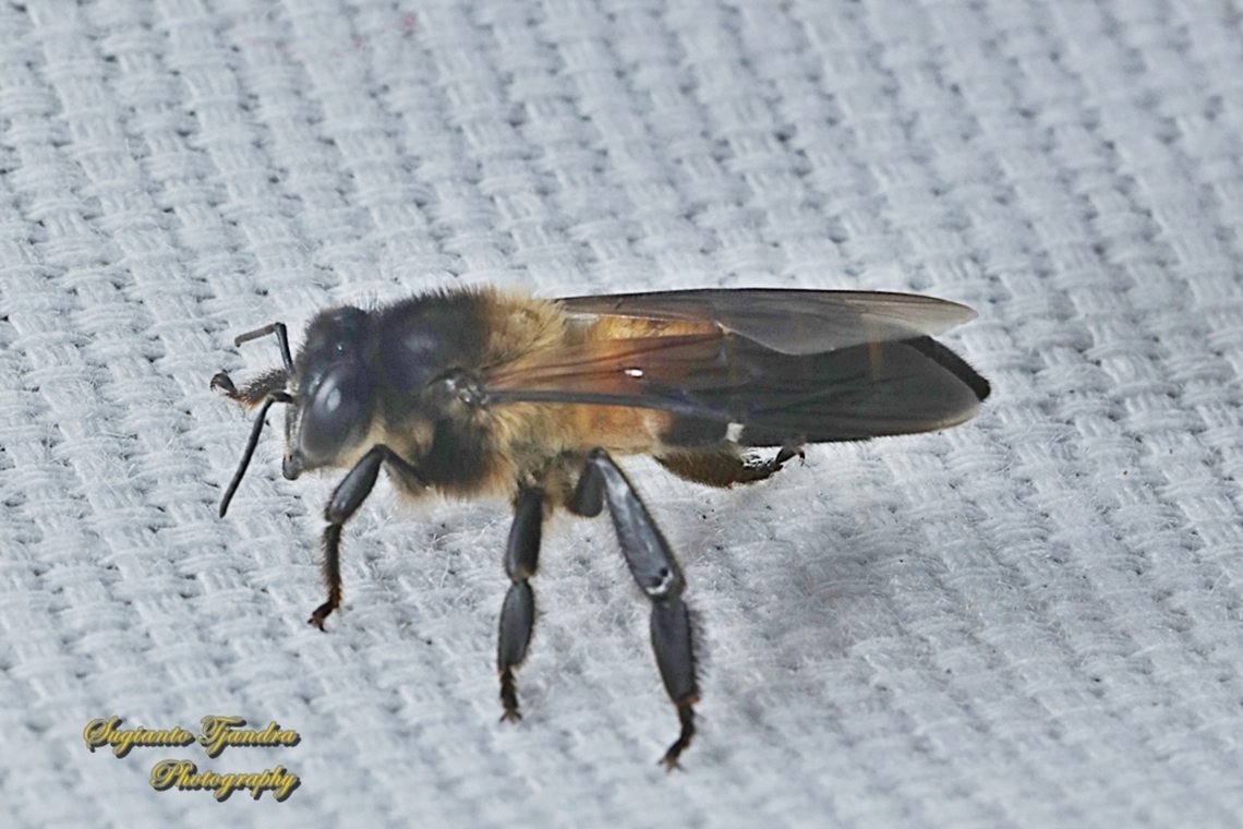 Black giant honey bee, Apis dorsata  Apis dorsata,Geotagged,Giant honey bee,Indonesia,Summer