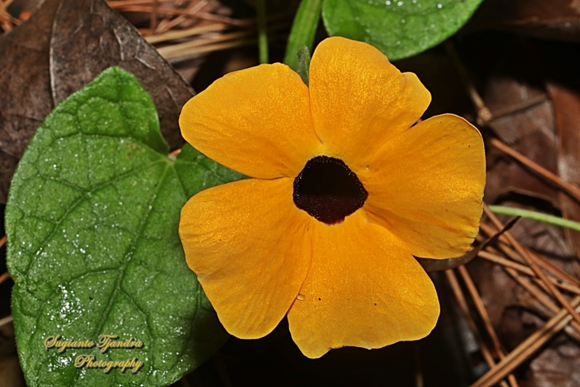 Black-eyed Susan Vine, Thunbergia alata  Black-eyed Susan vine,Geotagged,Indonesia,Summer,Thunbergia alata