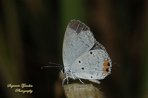 Oriental Short-tailed Blue, Everes lacturnus  Everes lacturnus,Geotagged,Indonesia,Summer