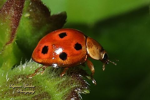 Plant-eating beetle, Henosepilachna enneasticta (???), family Coccinellidae  Coelophora inaequalis,Geotagged,Indonesia,Summer,Variable Ladybird