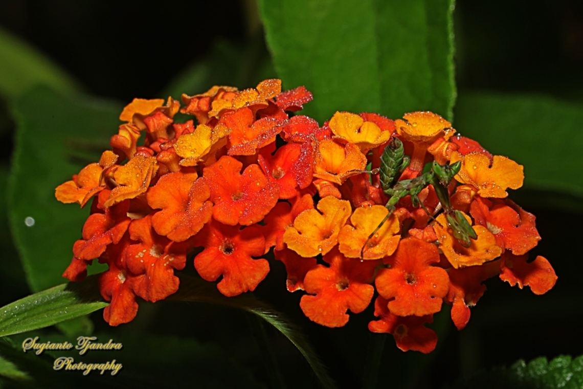 West Indian Lantana, Lantana camara, family Verbenaceae  Common Lantana,Geotagged,Indonesia,Lantana camara,Summer