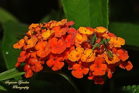 West Indian Lantana, Lantana camara, family Verbenaceae  Common Lantana,Geotagged,Indonesia,Lantana camara,Summer