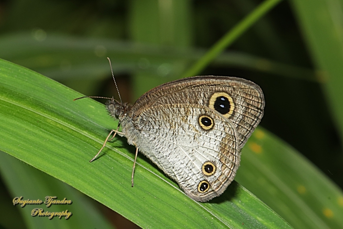 Java's Three Ring Butterfly, Ypthima nigricans ssp nigricans  Geotagged,Indonesia,Summer,Ypthima nigricans