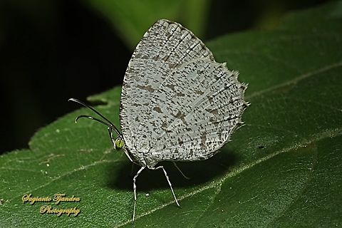 The Common Darkie Butterfly, Allotinus horsfieldi, family Lycaenidae  Allotinus horsfieldi,Common darkie,Geotagged,Indonesia,Summer