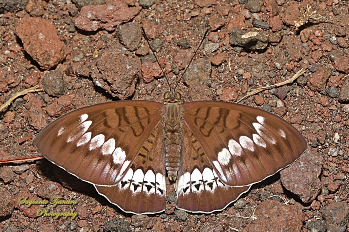 Tanaecia trigerta ssp trigerta  Geotagged,Indonesia,Summer,Tanaecia trigerta