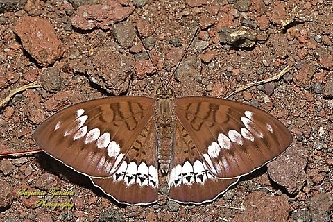 Tanaecia trigerta ssp trigerta  Geotagged,Indonesia,Summer,Tanaecia trigerta