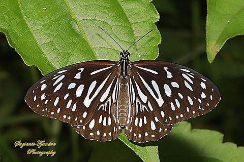 Blue Wanderer Tiger Butterfly, Tirumala hamata ssp neomelissa  Blue Wanderer,Geotagged,Indonesia,Summer,Tirumala hamata