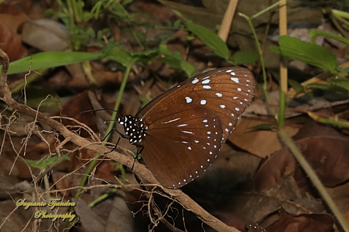 Striped Blue Crow Butterfly, Euploea mulciber ssp basilissa - male  Euploea mulciber,Geotagged,Indonesia,Striped Blue Crow,Summer