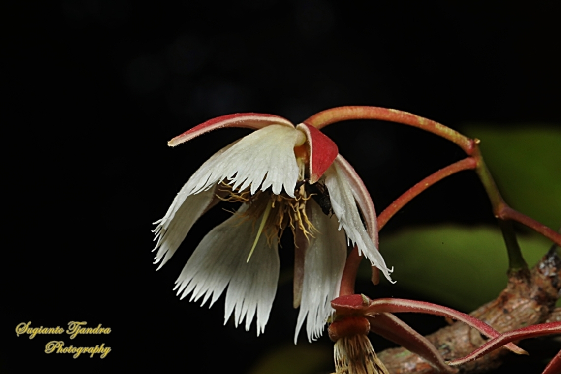 Lily of the Valley Tree flower, Elaeocarpus grandiflora  Elaeocarpus grandiflorus,Geotagged,Indonesia,Lily of the Valley Tree,Summer