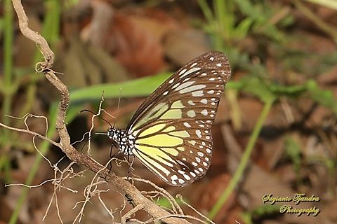 Yellow Glassy Tiger butterfly, Parantica aspasia, family Nymphalidae  Geotagged,Indonesia,Parantica aspasia,Summer,Yellow Glassy Tiger