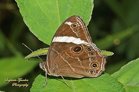 Banded Tree-Brown Butterfly, Lethe confusa  Banded treebrown,Geotagged,Indonesia,Lethe confusa,Summer