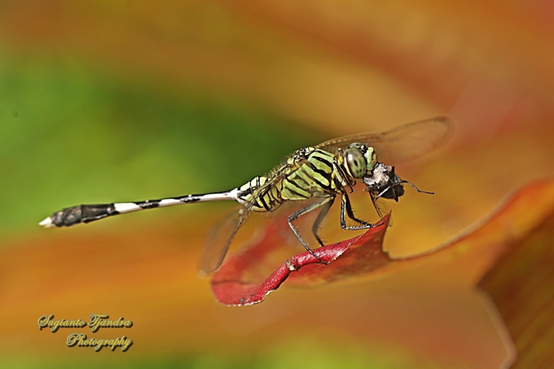 Green Marsh Hawk Dragonfly, Orthetrum sabina w/ prey  Geotagged,Indonesia,Orthetrum sabina,Slender skimmer,Summer