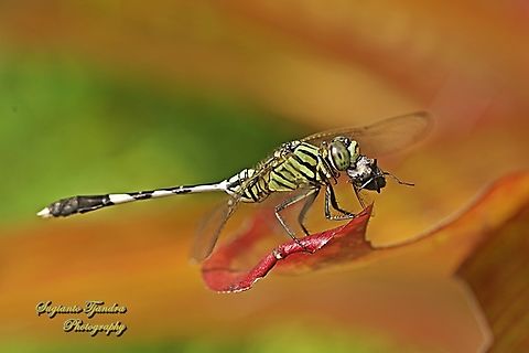 Green Marsh Hawk Dragonfly, Orthetrum sabina w/ prey  Geotagged,Indonesia,Orthetrum sabina,Slender skimmer,Summer
