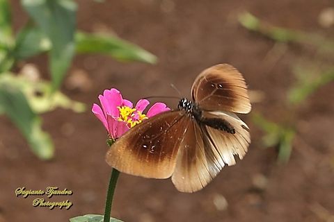 Climena Crow Butterfly, Euploea climena ssp sepulehralis  Euploea climena,Geotagged,Indonesia,Summer