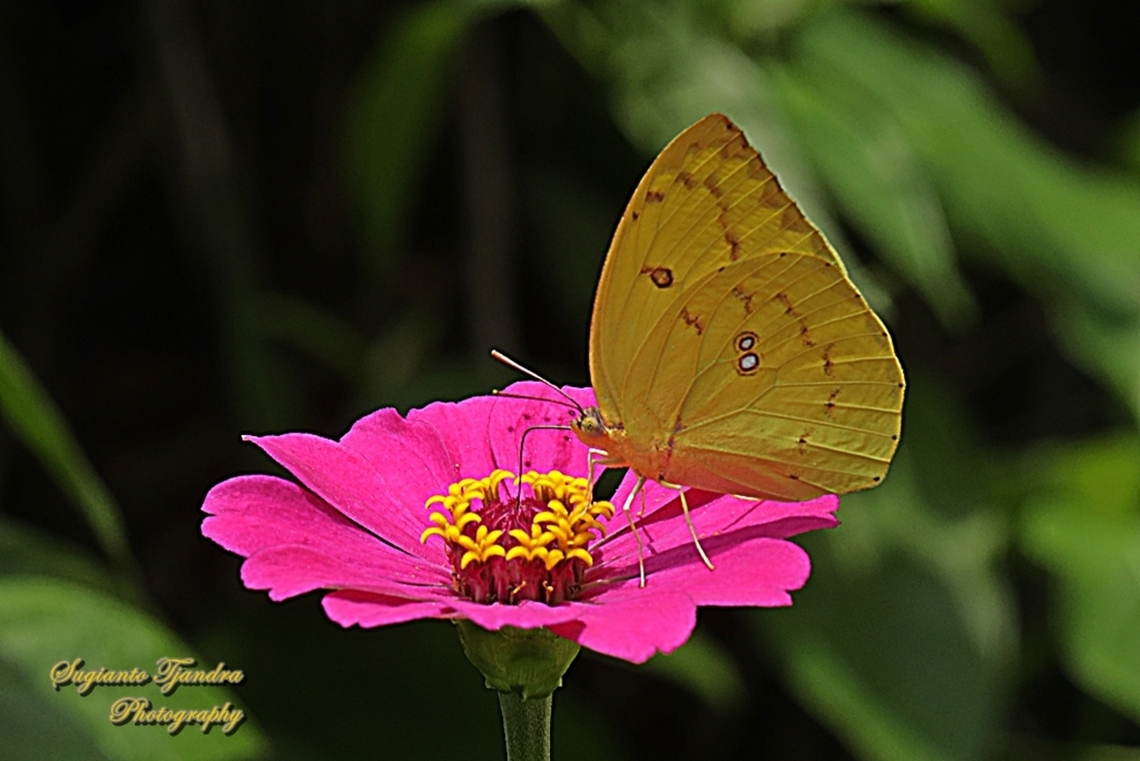 Lemon Emigrant butterfly, Catopsilia pomona pomona female form pomona  Catopsilia pomona,Geotagged,Indonesia,Lemon Migrant,Summer