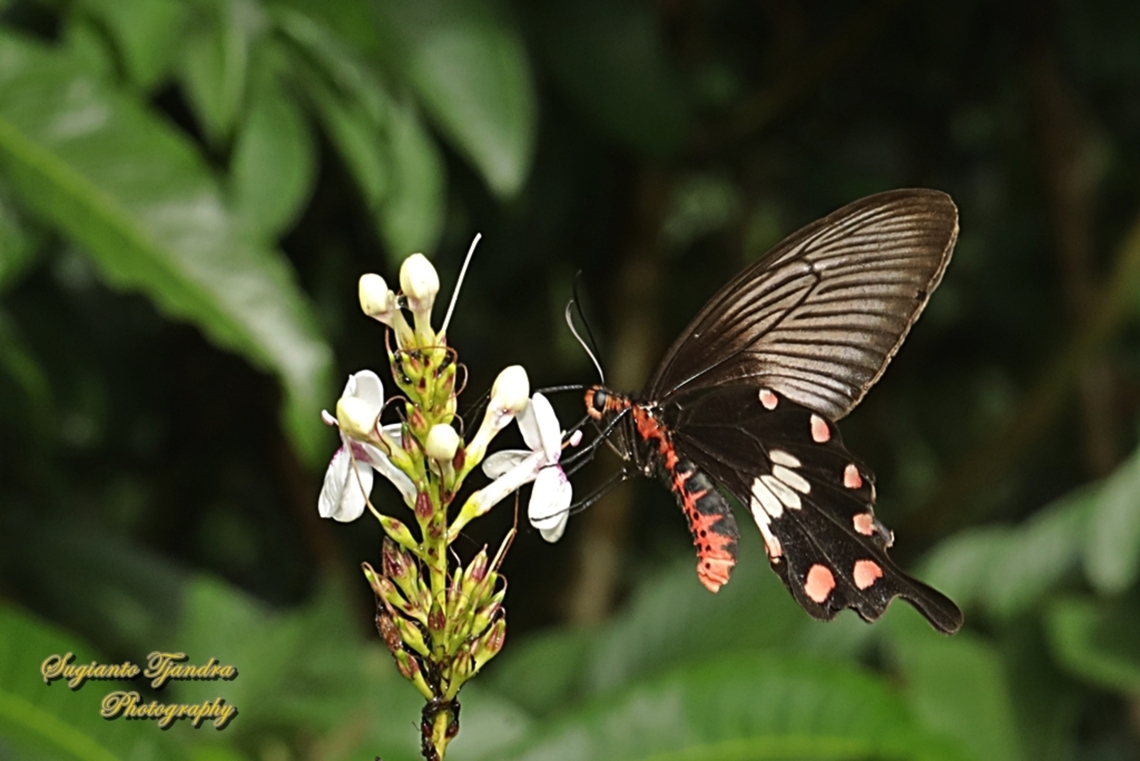 The red-bodied swallowtails, Pachliopta adamas  Geotagged,Indonesia,Pachliopta adamas,Summer