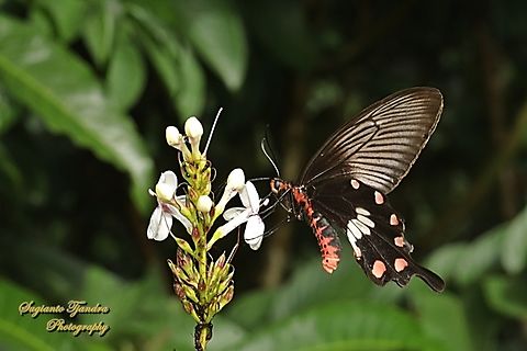 The red-bodied swallowtails, Pachliopta adamas  Geotagged,Indonesia,Pachliopta adamas,Summer