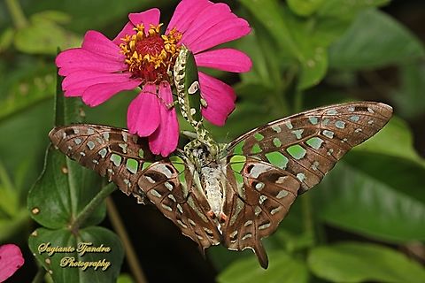 Jeweled Flower Mantis, Creobroter gemmatus w/ prey (a Tailed Jay Butterfly, Graphium agamemnon)  Creobroter gemmatus,Geotagged,Indonesia,Jeweled Flower Mantis,Summer
