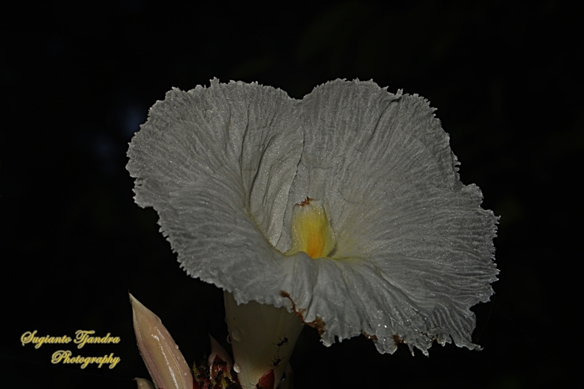 Crepe Ginger flower, Hellenia speciosa, Costaceae  Geotagged,Hellenia speciosa,Indonesia,Summer