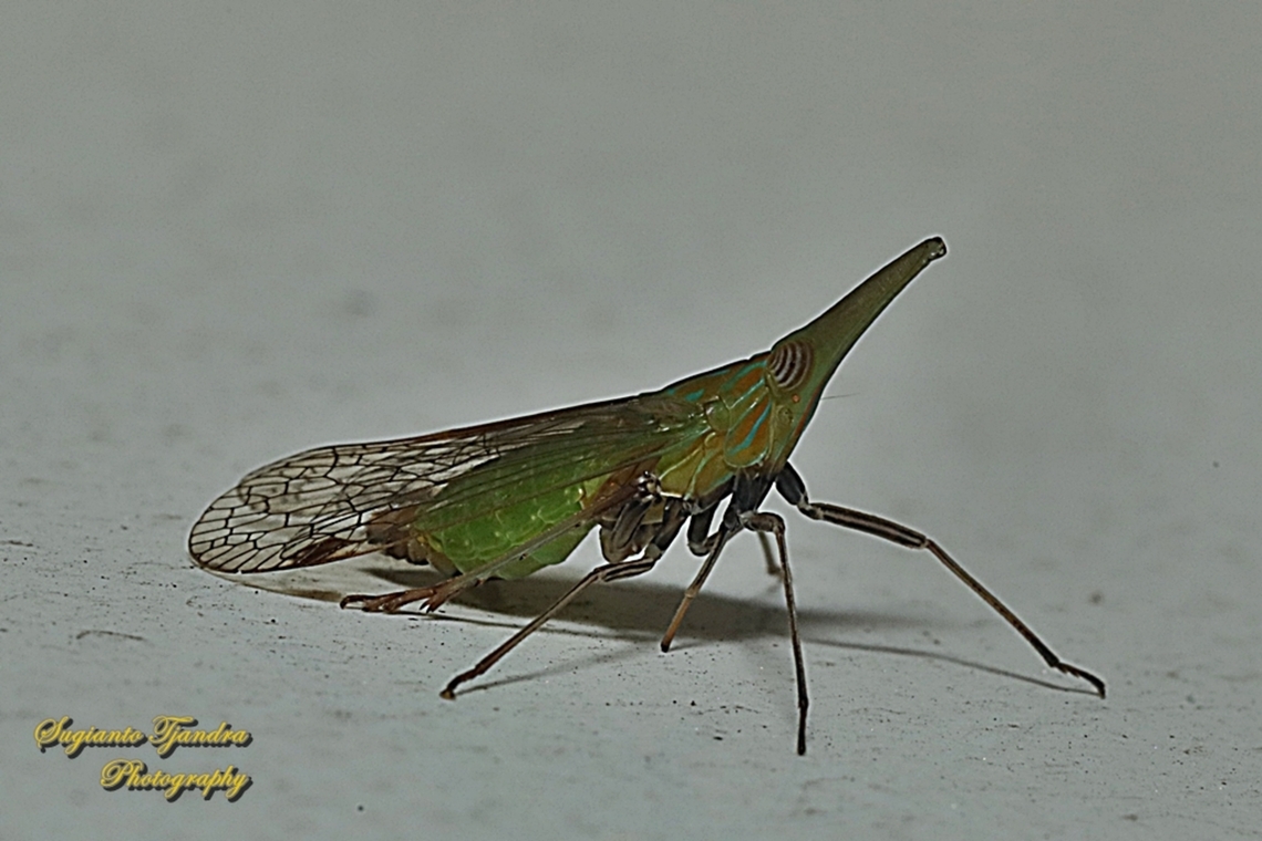 Long-nosed Planthopper, Raivuna (formerly Dictyophara) nakanonis  Geotagged,Indonesia,Summer