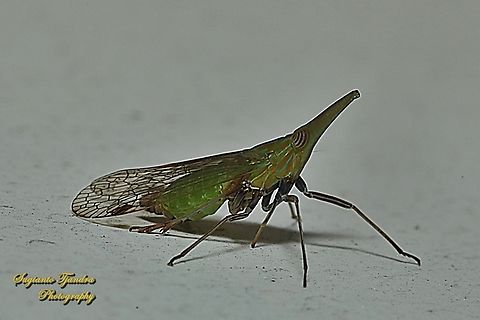 Long-nosed Planthopper, Raivuna (formerly Dictyophara) nakanonis  Geotagged,Indonesia,Summer