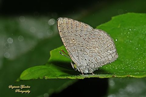 Apefly Butterfly, Spalgis epius  Apefly,Geotagged,Indonesia,Spalgis epeus,Summer