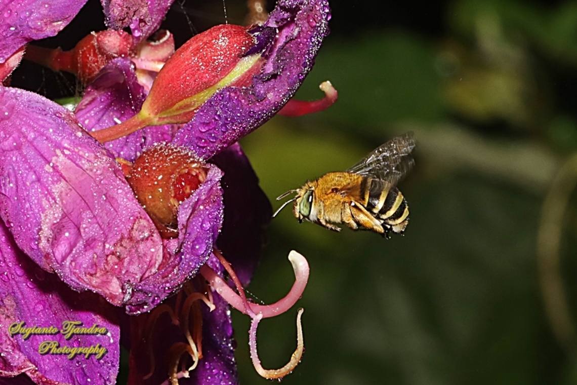 Amegilla Bee, Amegilla flammeozonata  Amegilla flammeozonata,Geotagged,Indonesia,Summer