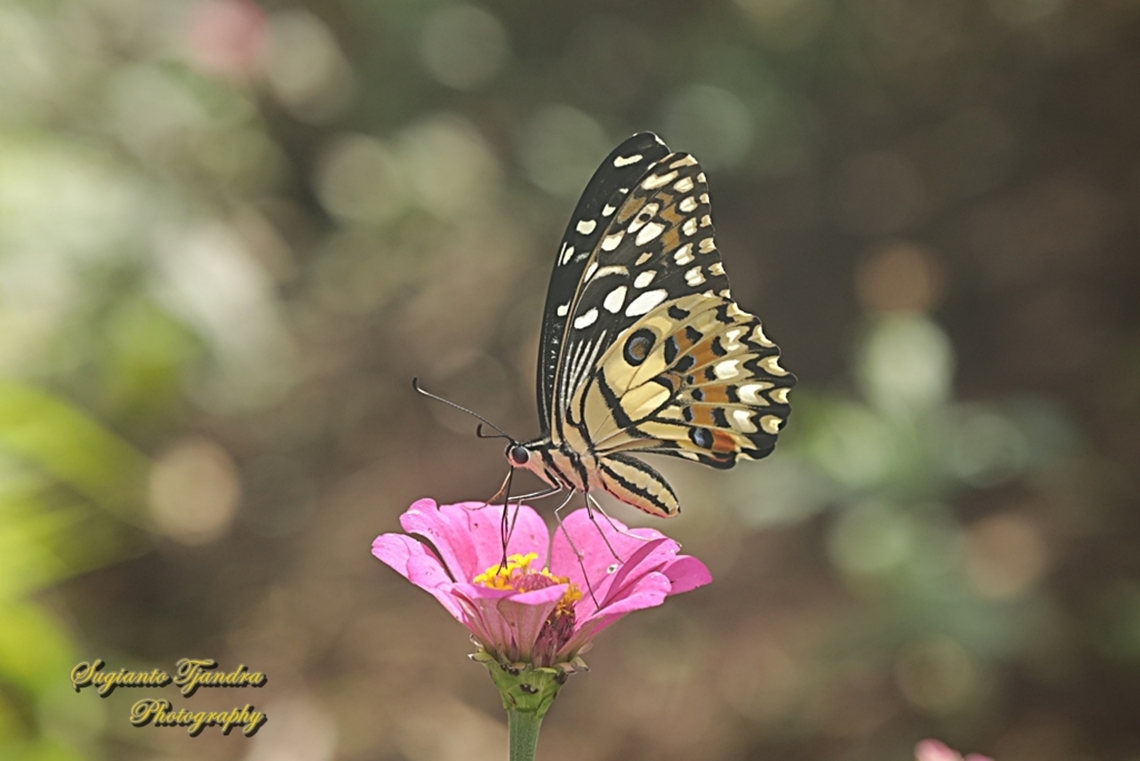 Common Lime butterfly, Papilio demoleus  Geotagged,Indonesia,Lime Swallowtail,Papilio demoleus,Summer