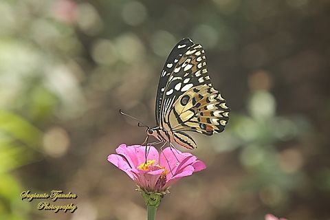 Common Lime butterfly, Papilio demoleus  Geotagged,Indonesia,Lime Swallowtail,Papilio demoleus,Summer