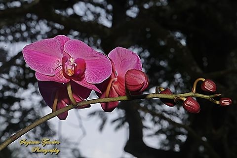 Bunga Anggrek  Bulan, Phaleonopsis, family Orchidaceae  Geotagged,Indonesia,Summer