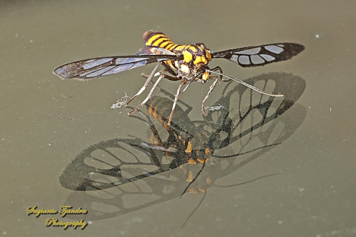 Orange spotted Tiger Moth, Amata huebneri (Huebner's Wasp Moth)  Amata huebneri,Geotagged,Hübner's Wasp Moth,Indonesia,Summer