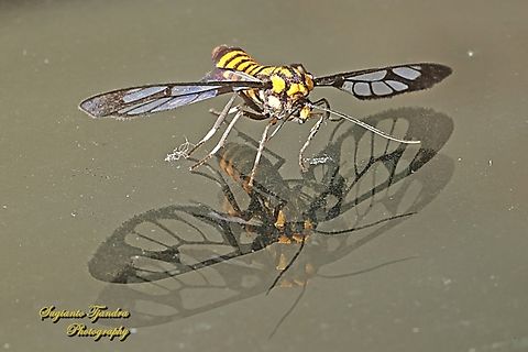 Orange spotted Tiger Moth, Amata huebneri (Huebner's Wasp Moth)  Amata huebneri,Geotagged,Hübner's Wasp Moth,Indonesia,Summer