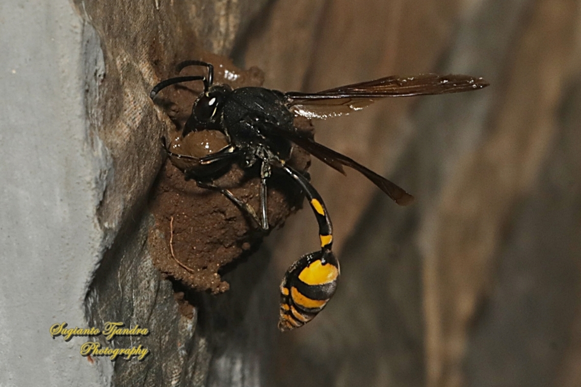 Tiger Potter Wasp, Phimenes flavopictus blanchard, family Vespidae  Geotagged,Indonesia,Phimenes flavopictus,Summer