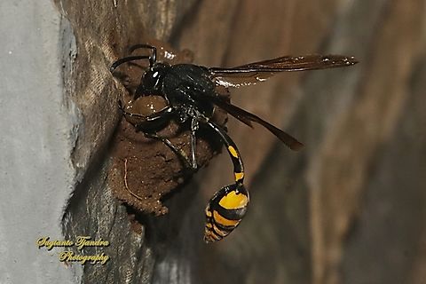 Tiger Potter Wasp, Phimenes flavopictus blanchard, family Vespidae  Geotagged,Indonesia,Phimenes flavopictus,Summer