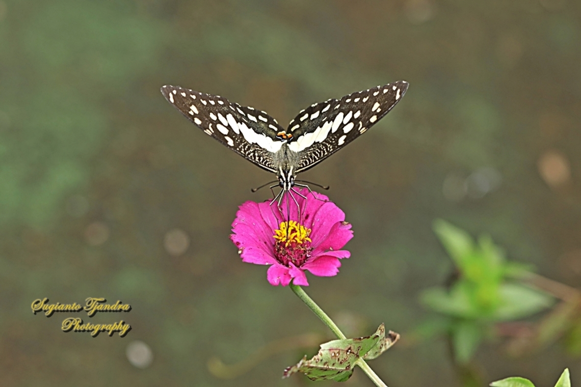 Common Lime butterfly, Papilio demoleus  Geotagged,Indonesia,Lime Swallowtail,Papilio demoleus,Summer
