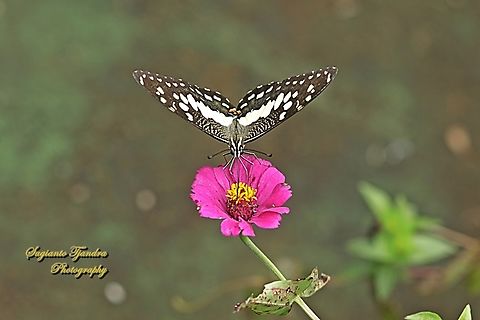 Common Lime butterfly, Papilio demoleus  Geotagged,Indonesia,Lime Swallowtail,Papilio demoleus,Summer