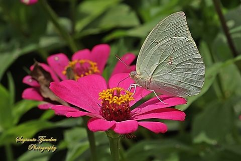 Lemon Emigrant butterfly, Catopsilia pomona pomona form-hilaria  Catopsilia pomona,Geotagged,Indonesia,Lemon Migrant,Summer